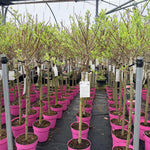 Salix Flamingo Nishiki Standard Trees Large 3-4ft Supplied In 3/5 Litre Pots | Set of 2 | Flamingo Pink