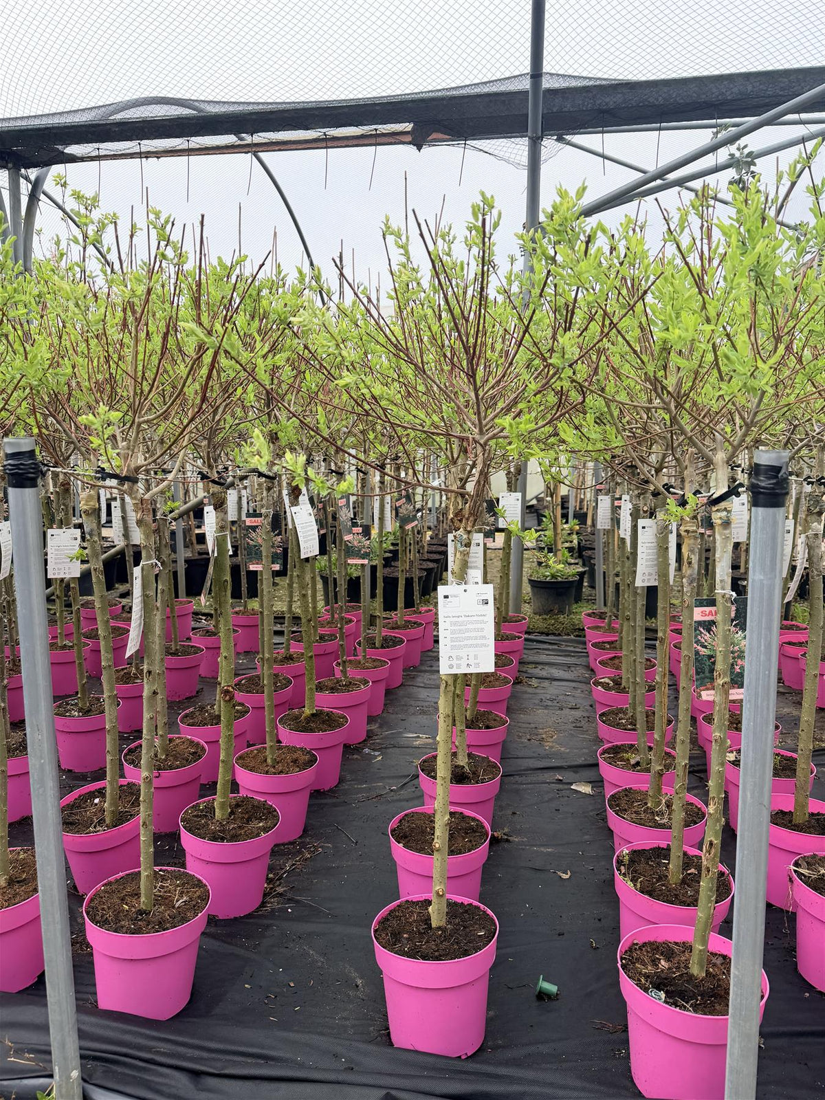 Salix Flamingo Nishiki Standard Trees Large 3-4ft Supplied In 3/5 Litre Pots | Set of 2 | Flamingo Pink