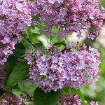 Exclusive Spring Summer Saver Collection - 3 x 9cm pots