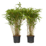 Chinese Fountain Bamboo - 2 Pcs. - Fargesia Nitida 'gansu' - H50-70cm - ⌀17cm | Set-of-2 | Green