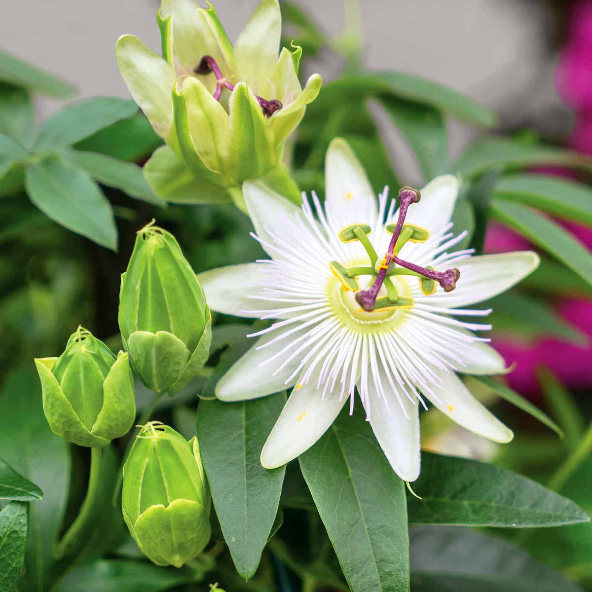 Passiflora 'constance Elliot' 3l Climbing Passion Flower White | Set of 1 | Green & White