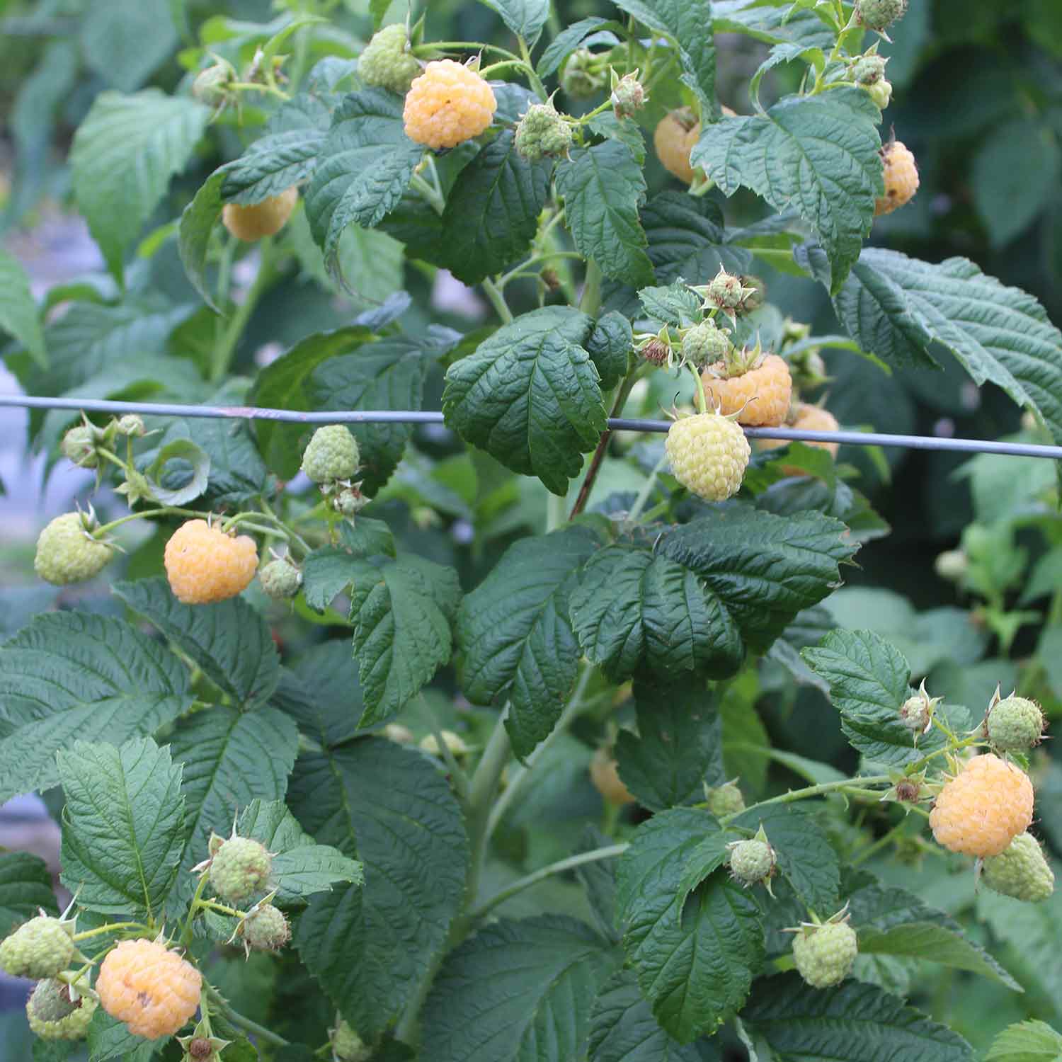 Raspberry 'goodasgold' - Compact Pale Yellow Raspberry | 1 x 2L | Gold