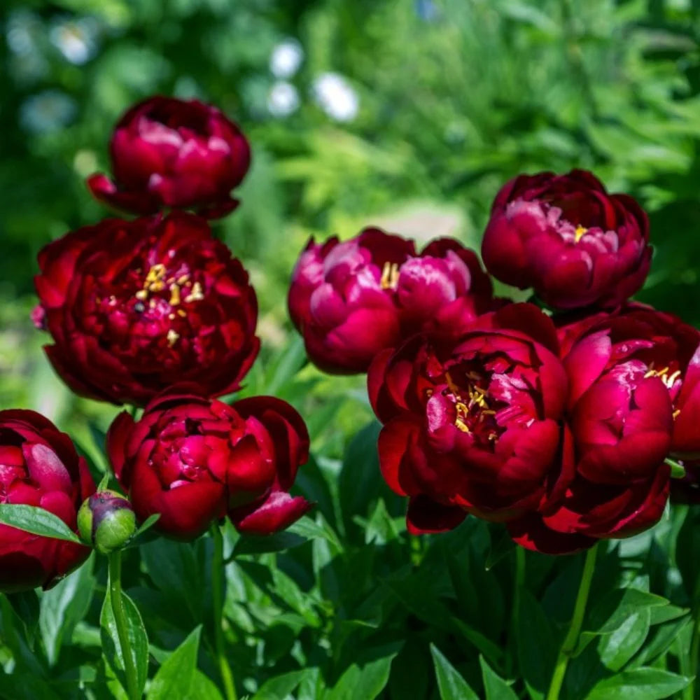 Peony Buckeye Belle Bare Root | 2 x Bare Roots