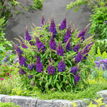 Buddleja 'candy Little Purple' (dwarf Butterfly Bush) | 1 x 3L | Purple