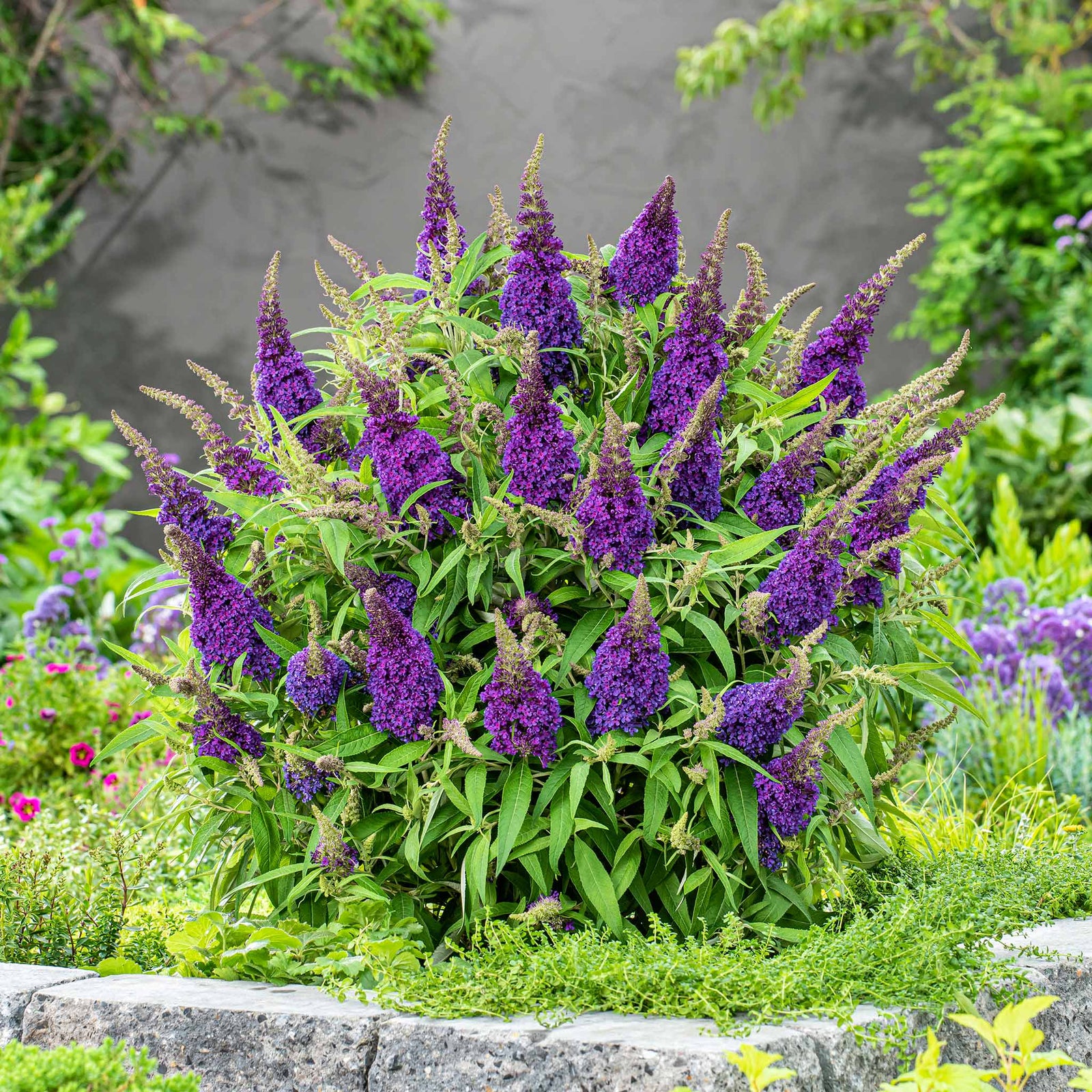 Buddleja 'candy Little Purple' (dwarf Butterfly Bush) | 1 x 3L | Purple