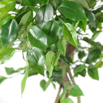 120cm Twisted Trunk Japanese Fruticosa Style Ficus Artificial Tree