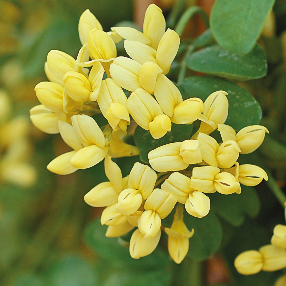 Coronilla Citrina 9cm Potted Plants | Set of 2 | Yellow