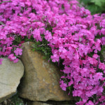 Phlox Subulata Mcdaniels Cushion - Creeping Phlox 3 X 9cm Pots
