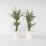 Dragon Tree - 2 Pcs. - Dracaena Deremensis 'white Stripe' - H60-70cm - ⌀17cm | Set of 2 | Green