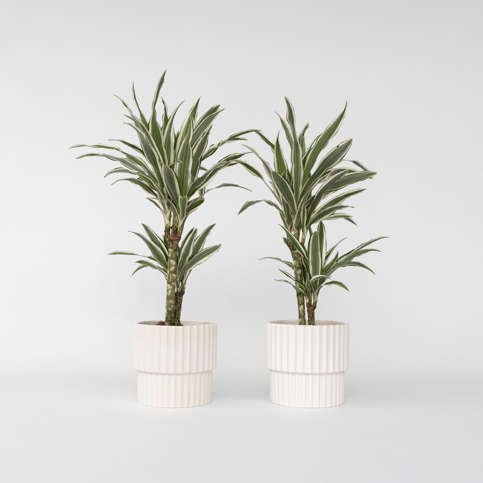 Dragon Tree - 2 Pcs. - Dracaena Deremensis 'white Stripe' - H60-70cm - ⌀17cm | Set of 2 | Green
