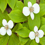 Cornus Canadensis - Creeping Dogwood - 9cm Pot | 1 x 9cm | Classic White