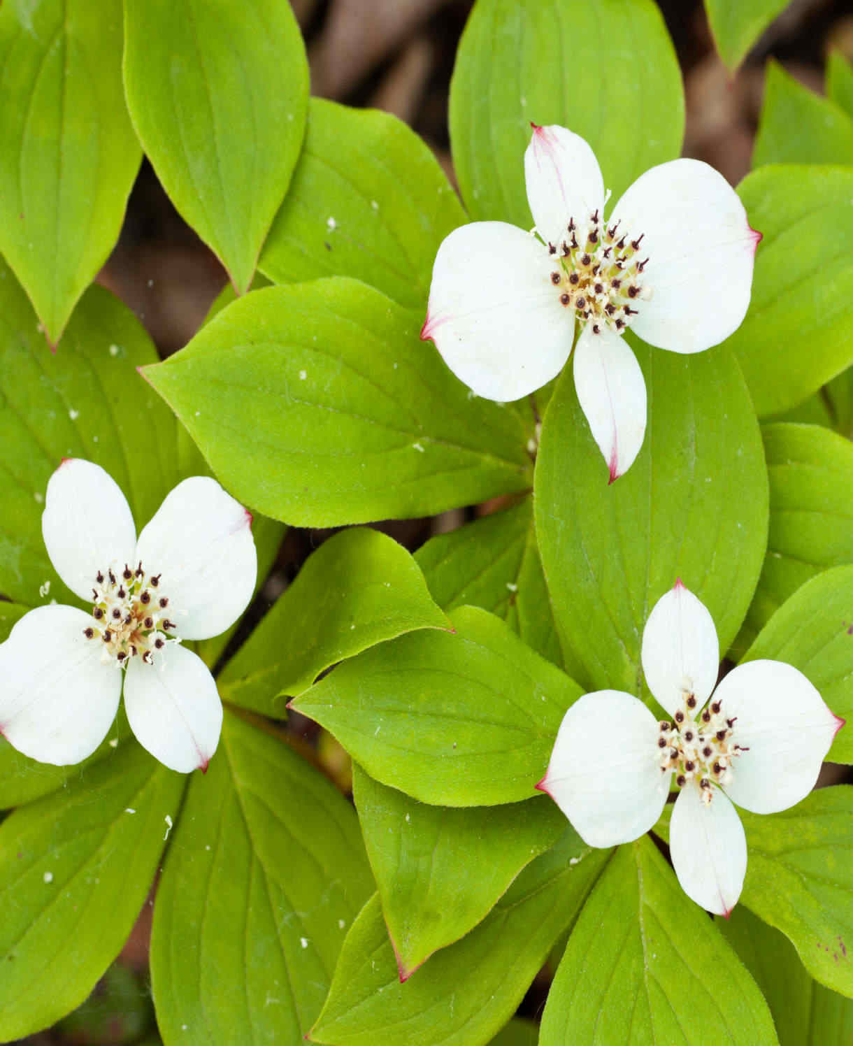 Cornus Canadensis - Creeping Dogwood - 9cm Pot | 1 x 9cm | Classic White