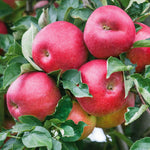 Apple Twin Tree Braeburn & Idared (m26 Semi-dwarf) | 1 x Bare Root | Multi