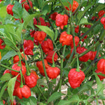 Armageddon Chilli Plant 1.5m Shu Plant | 6 x 9cm | Red
