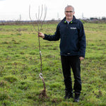 Almond Tree Self-fertile Bare Root | 1 x Bare Root