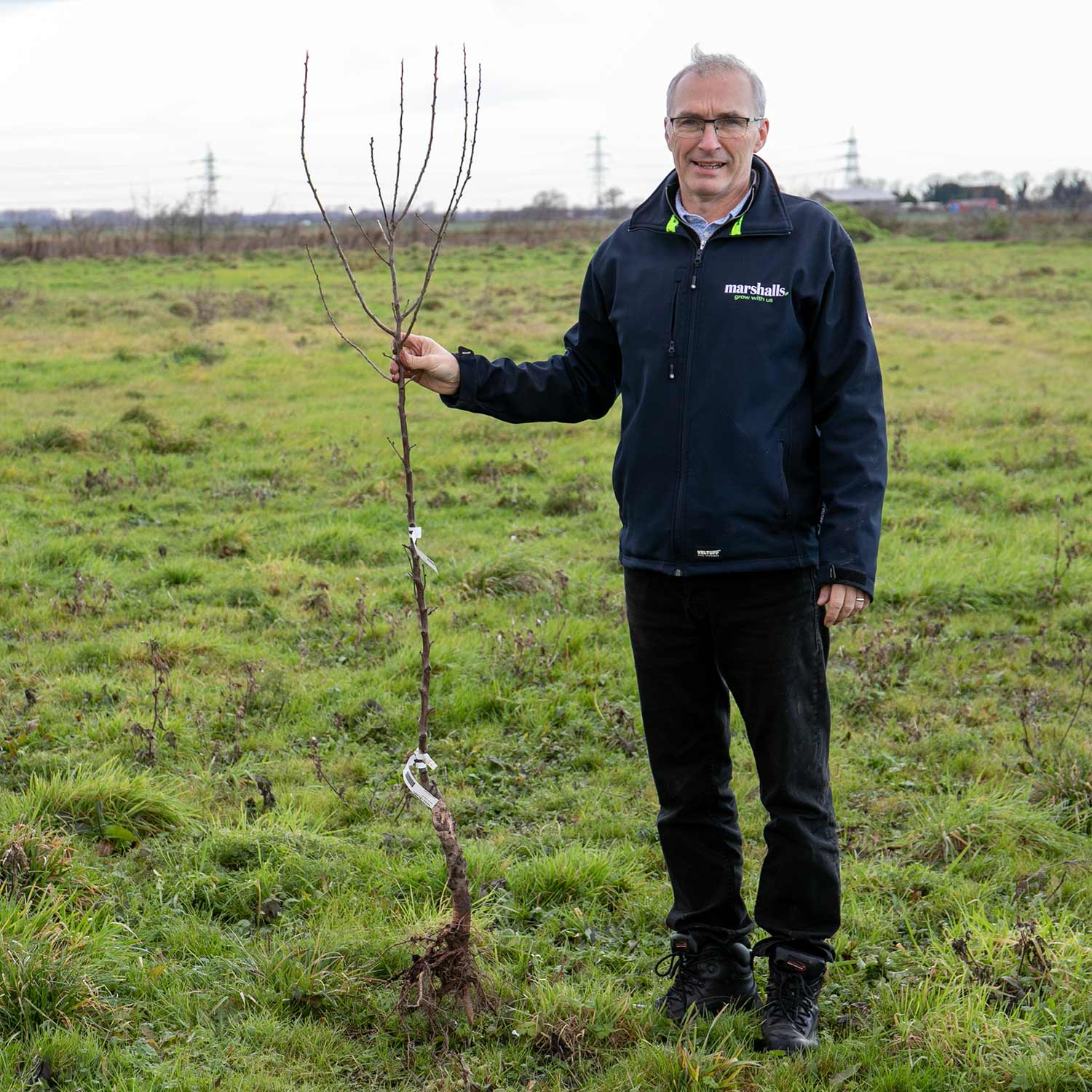 Almond Tree Self-fertile Bare Root | 1 x Bare Root
