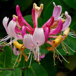 Climb Into A Cloud Of Scent - A Collection Of Fragrant Climbers | Set-of-6 | Multi