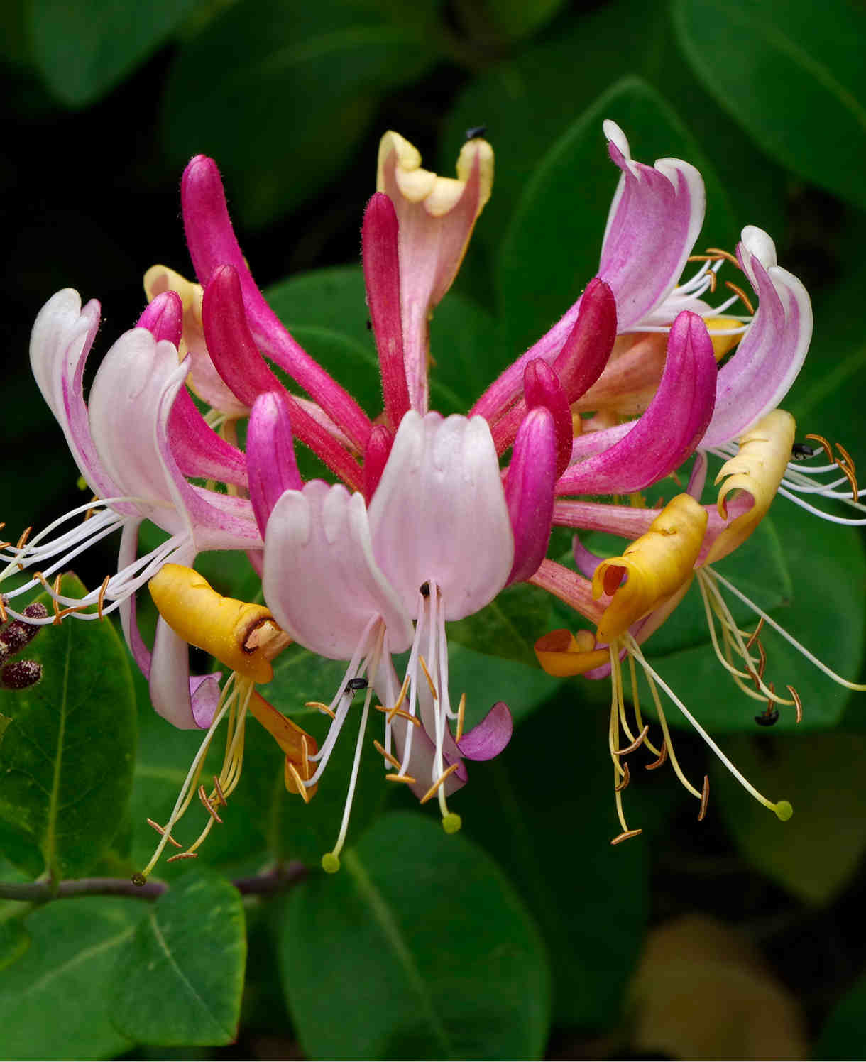 Climb Into A Cloud Of Scent - A Collection Of Fragrant Climbers | Set-of-6 | Multi