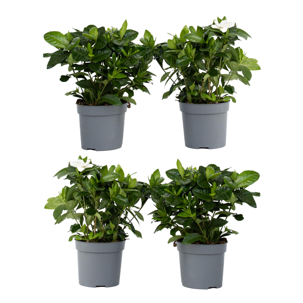 Cape Jasmine - 4 Pcs. - Gardenia Jasminoides - Height 20-30cm - ⌀13cm | Set of 4 | White
