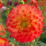 Dahlia Tuber 'procyon' - Yellow & Orange, 90-120 Cm | Set of 1 | Orange & Yellow