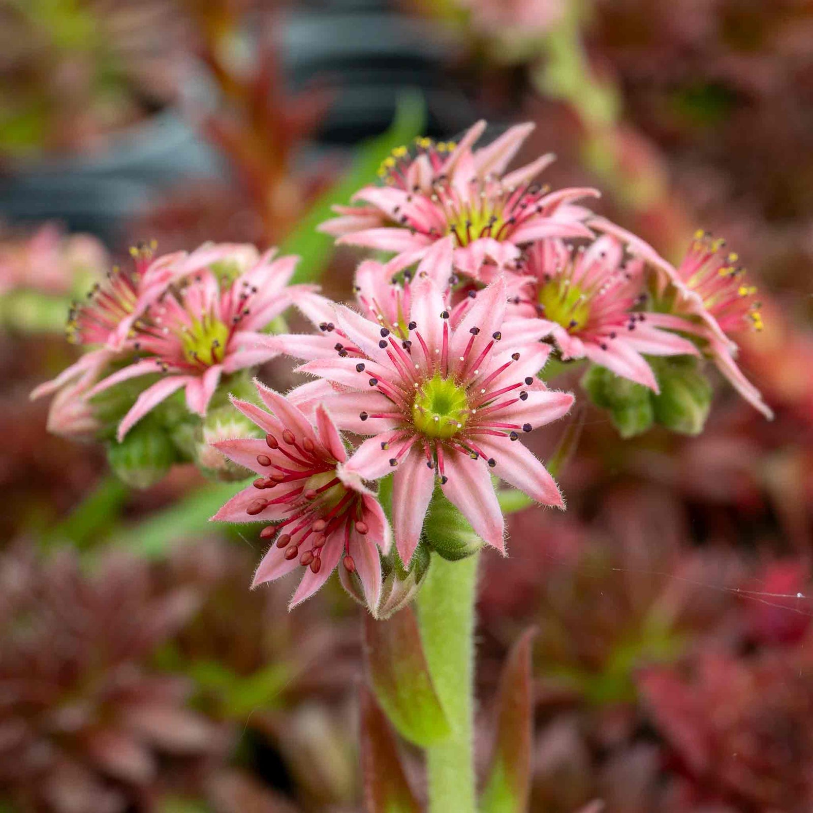 Sempervivum 'coral Red' - Hardy, Drought-tolerant For Pots & Rock Gardens | 3 x 9cm | Multi