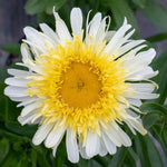Leucanthemum 'real Charmer' Frilly White Daisies 100 Cm Perennial | 1 x 2L