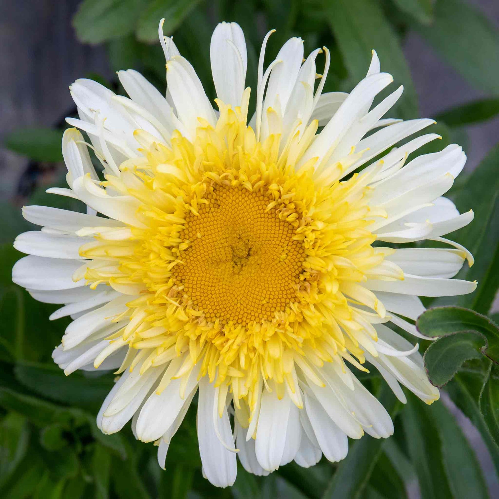 Leucanthemum 'real Charmer' Frilly White Daisies 100 Cm Perennial | 1 x 9cm