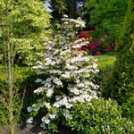 Viburnum Plicatum 'kilimandjaro' 3l Shrub | Set of 1 | White