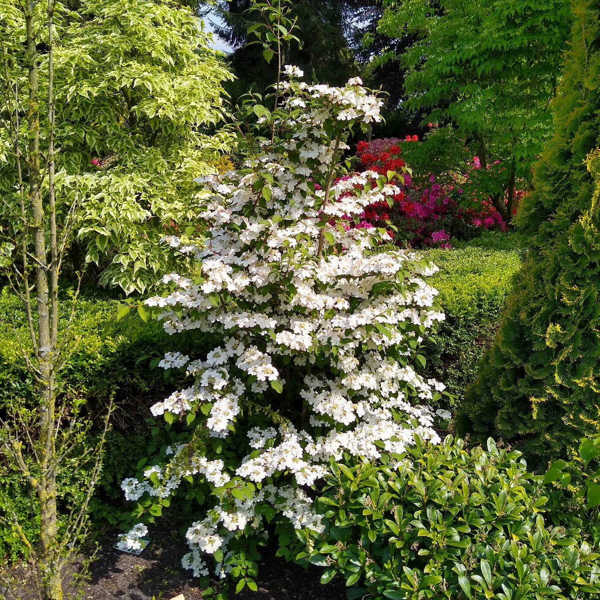 Viburnum Plicatum 'kilimandjaro' 3l Shrub | Set of 1 | White
