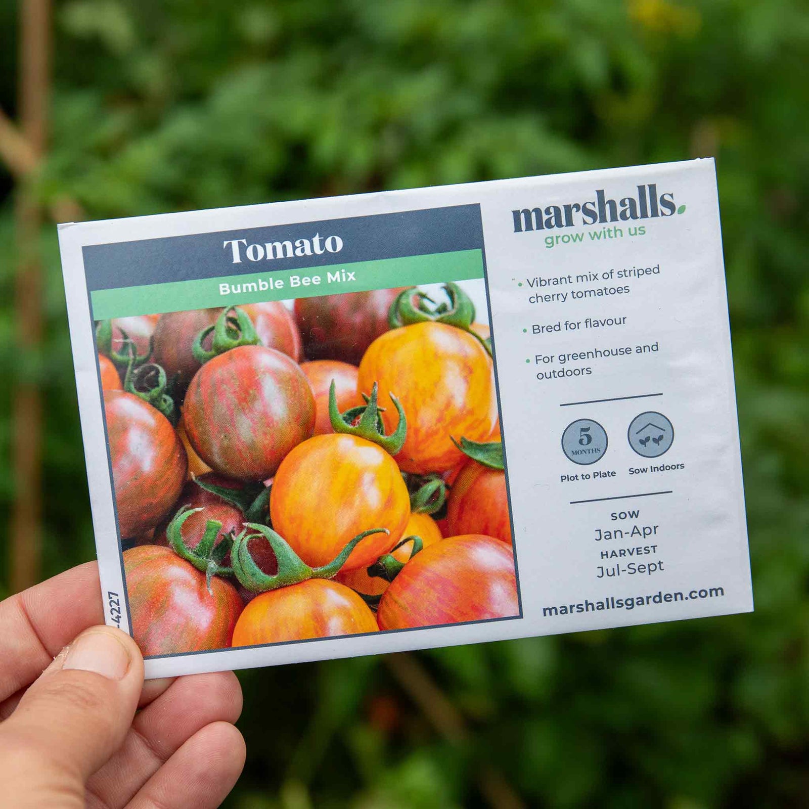 Bumble Bee Mix Tomato (striped Cherry) Seeds | 10 Seeds