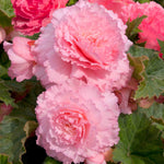 Begonia 'majestic Soft Pink' | 6 x Plug Plants | Light Pink