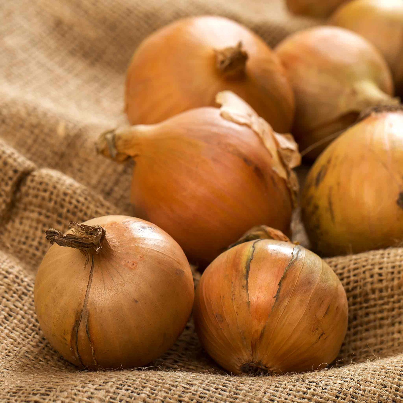 Crusado Early-maturing Yellow Onion Sets, Approx. Sets | Set of 65 | Yellow