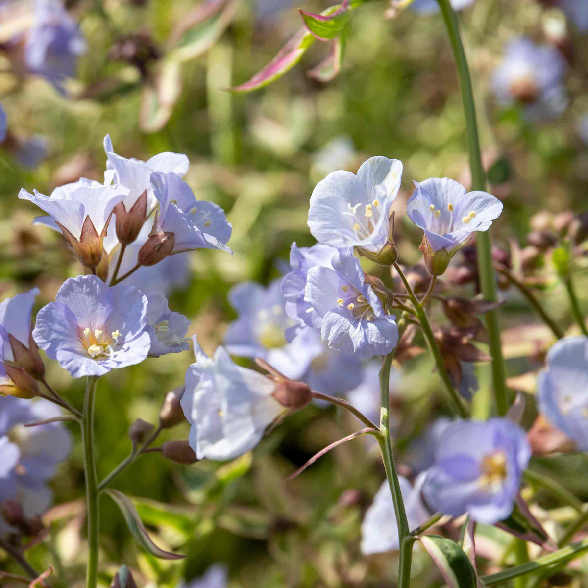 Polemonium 'stairway To Heaven' - Variegated Foliage, Pale Blue Flowers | 1 x 2L