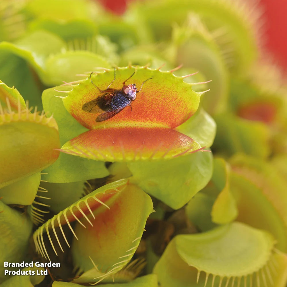 Thompson & Morgan Dionaea Muscipula (venus Fly Trap) - 2 Plants