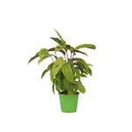 Prayer Plant - Calathea 'yellow Fusion' - Height 30-40cm - ⌀14cm | Set of 1 | Green