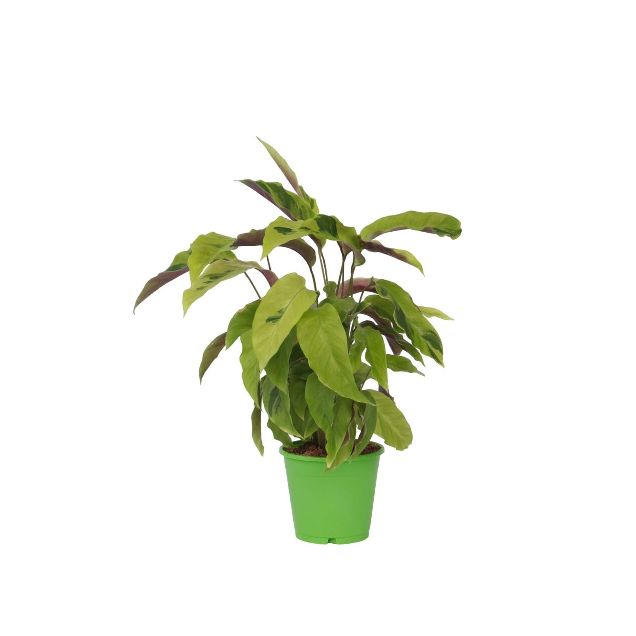Prayer Plant - Calathea 'yellow Fusion' - Height 30-40cm - ⌀14cm | Set of 1 | Green
