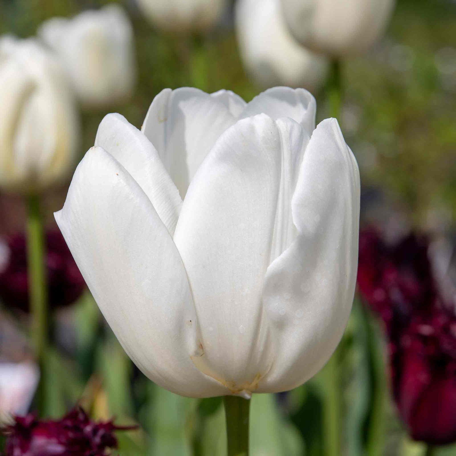 Tulip Clearwater - 1pure White, 50-100 Cm | Set of 10 | White