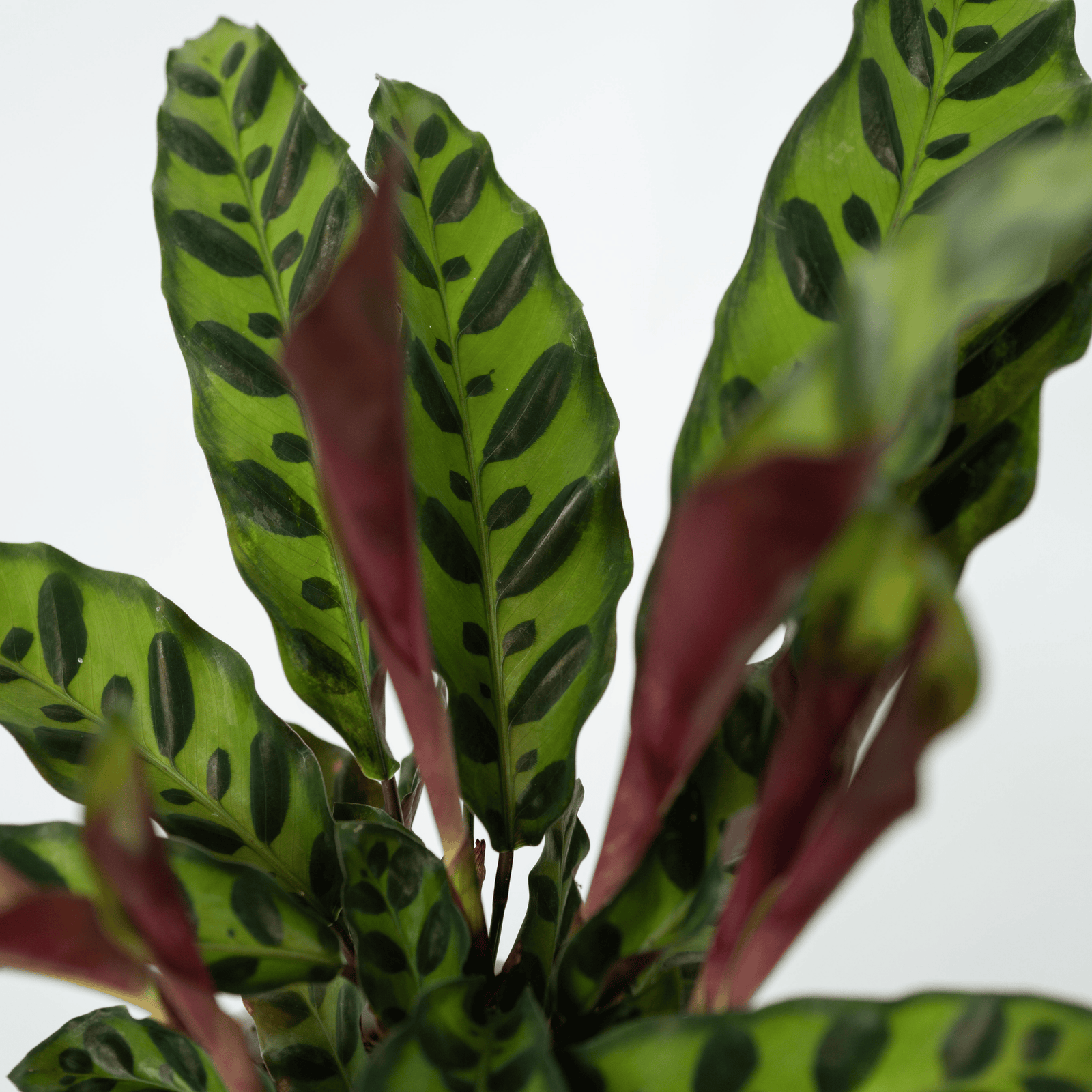 Rattlesnake Plant - 2 Pcs. - Goeppertia Insignis - Height 30-40cm - ⌀12cm | Set of 2 | Green