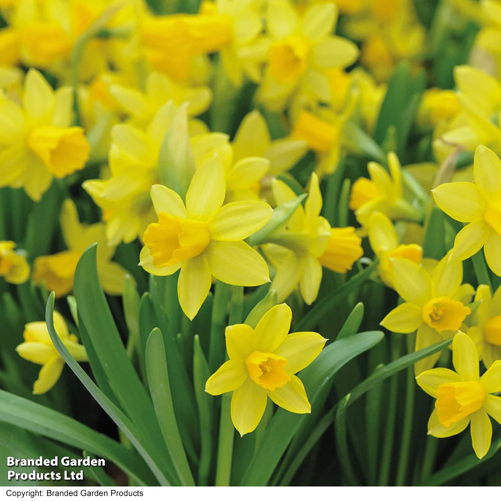 Narcissus 'tete-a-tete' | 20 x Bulbs