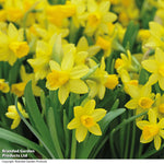 Narcissus 'tete-a-tete' | 40 x Bulbs
