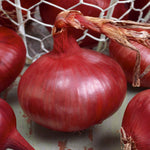 Spring-planting Onion Sets Duo Pack — Red Baron And Stuttgarter Riesen | Set of 2 | Teal & Yellow