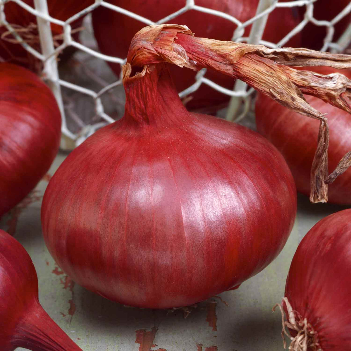 Spring-planting Onion Sets Duo Pack — Red Baron And Stuttgarter Riesen | Set of 2 | Teal & Yellow