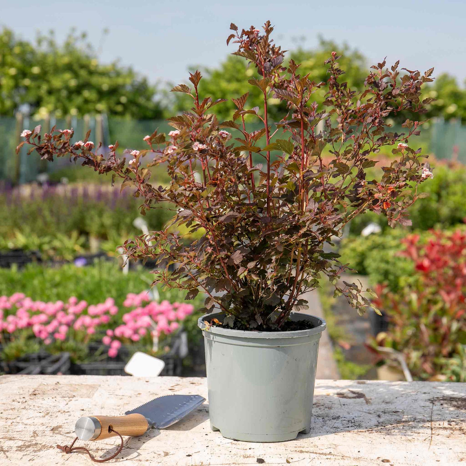 Physocarpus 'little Joker' Compact Red-foliage Shrub 50cm | 1 x 3L | Red