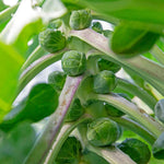 Extra Early Brassica Collection - Mixed Brassicas With Protective Collars | 64 x Pro Grower Plugs | Multi