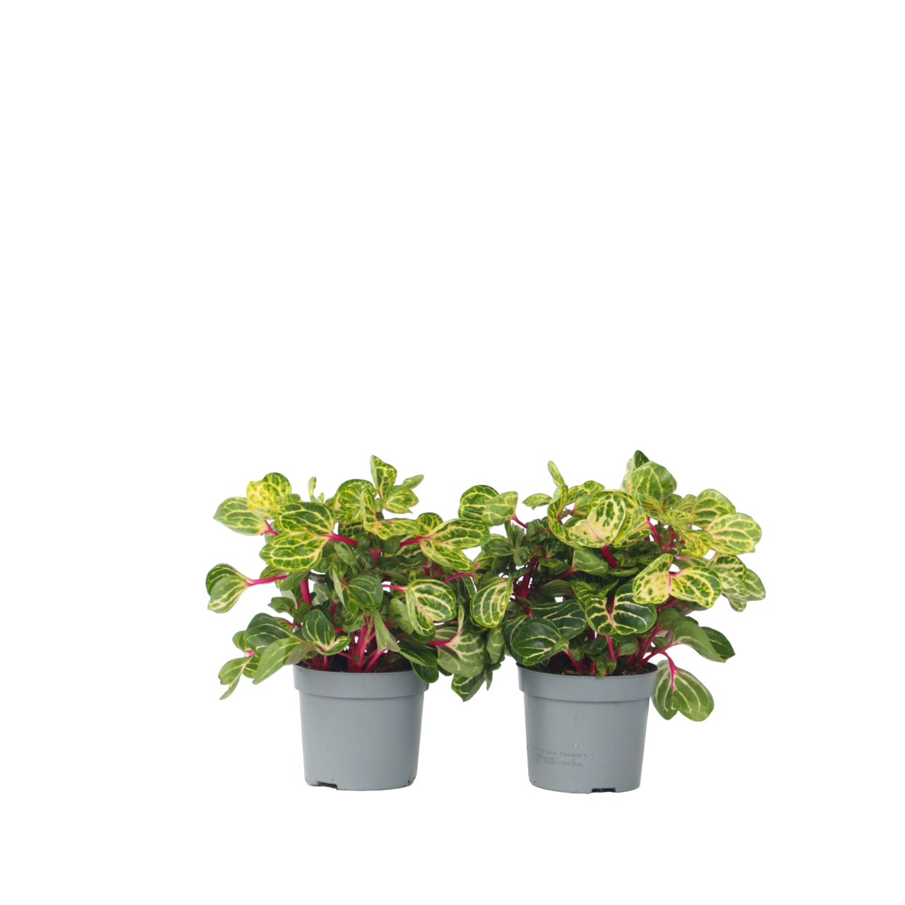 Bloodleaf Plant - 2 Pcs. - Iresine Herbstii - Height 20-30cm - ⌀13cm | Set of 2 | Yellow