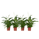 Peace Lilly - 4 Pcs. - Spathiphyllum 'lima' - Height 60-75cm - ⌀17cm | Set of 4 | White