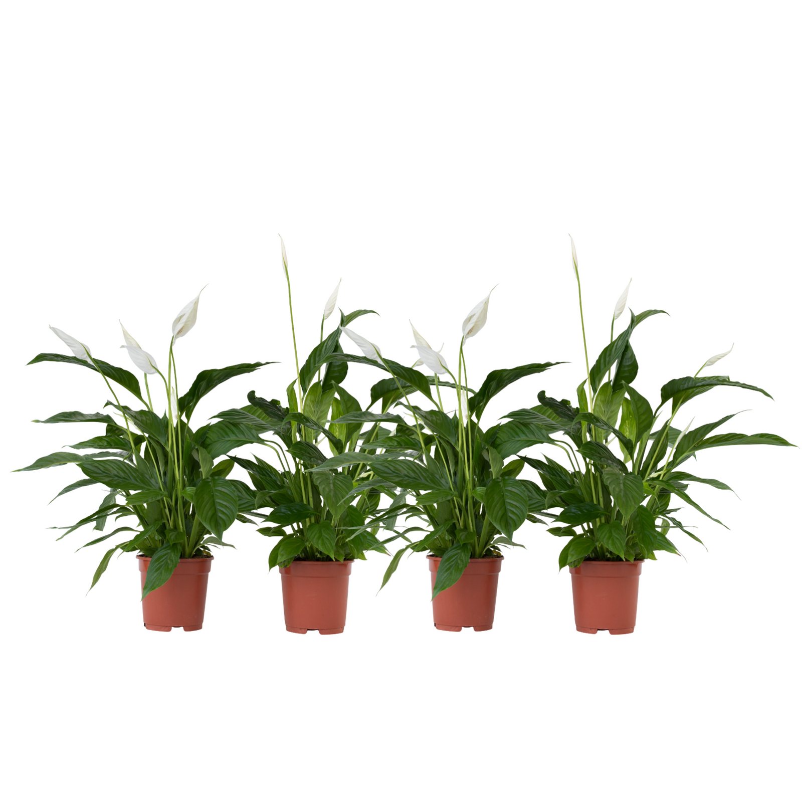 Peace Lilly - 4 Pcs. - Spathiphyllum 'lima' - Height 60-75cm - ⌀17cm | Set of 4 | White