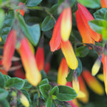 Hayloft Jacobinia Pauciflora - Brazilian Fuchsia 1 X 9cm Pot