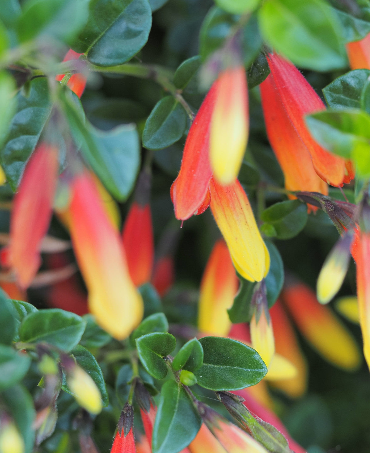 Hayloft Jacobinia Pauciflora - Brazilian Fuchsia 1 X 9cm Pot