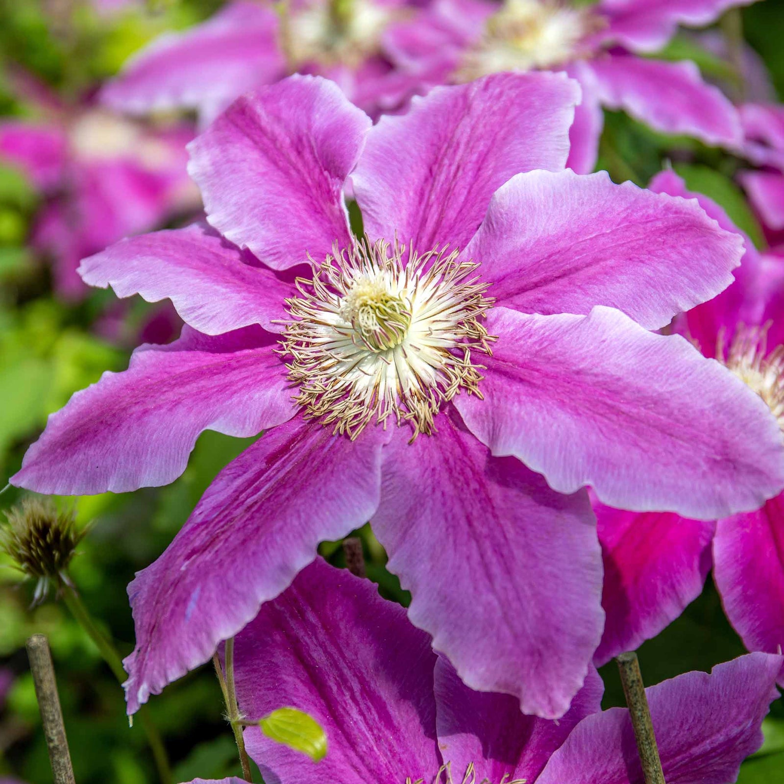 Clematis 'bees Jubilee' Deep Pink Early-flowering Climber | 1 x 2L | Pink